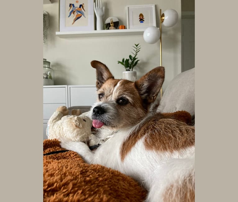 Oliver, a Chihuahua and Cocker Spaniel mix tested with EmbarkVet.com