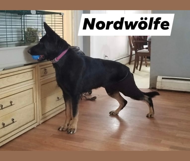 Chevron aus dem Nordwölfe, a German Shepherd Dog tested with EmbarkVet.com