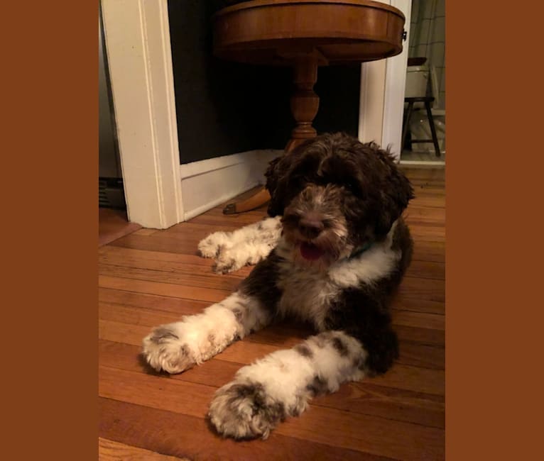 June, a Portuguese Water Dog tested with EmbarkVet.com