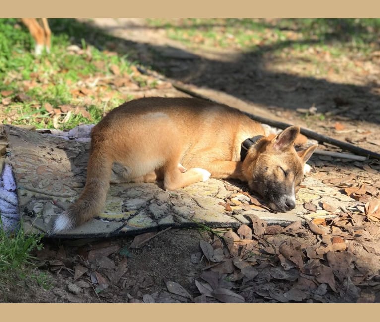 The Wizard’s Koga Tāne, a New Guinea Singing Dog tested with EmbarkVet.com