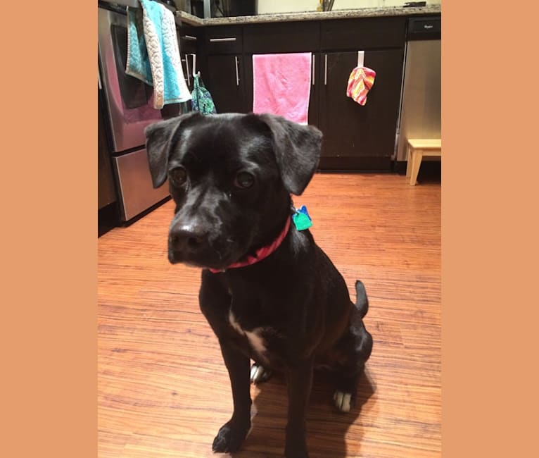 Boston terrier and labrador mix store