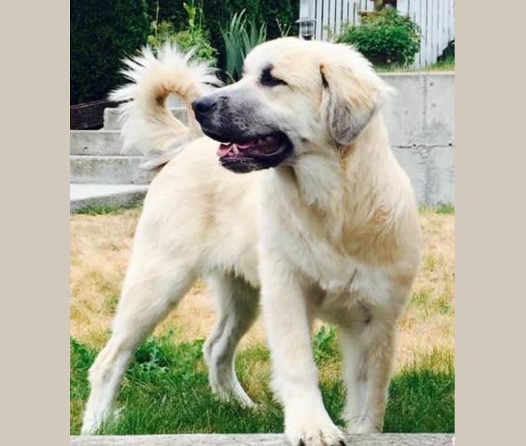 Embark Dog Dna Test Breed