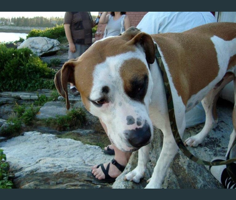 Photo of Oliver (Oli), an American Pit Bull Terrier  in Lynn, Massachusetts, USA