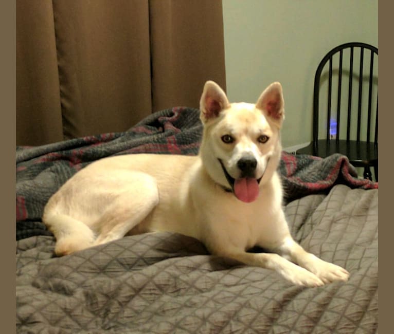 Siberian husky and boxer hot sale mix