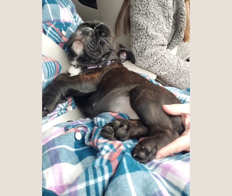 Eris, a French Bulldog and Bulldog mix tested with EmbarkVet.com