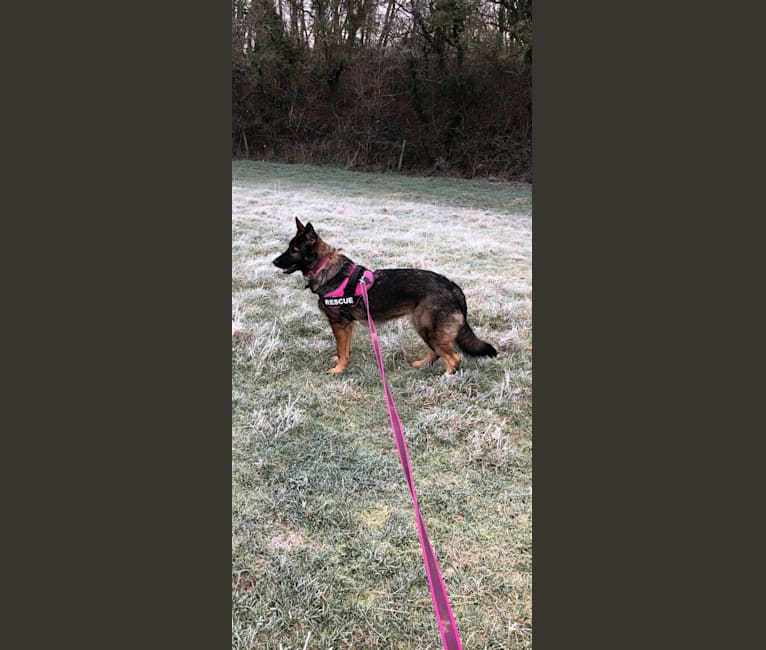 Sheba, a German Shepherd Dog tested with EmbarkVet.com