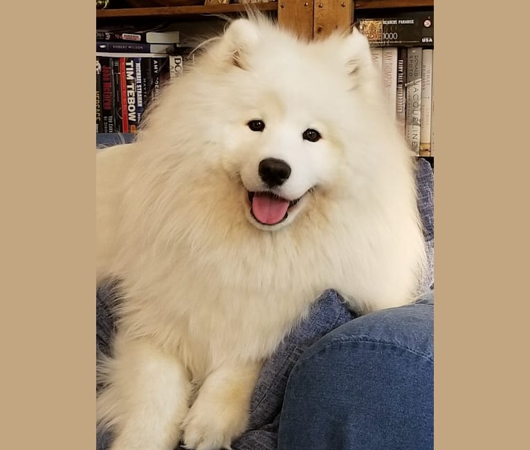 Shelby, a Samoyed tested with EmbarkVet.com