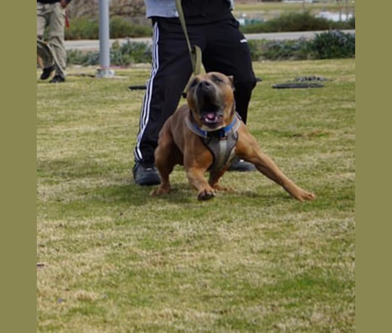 Photo of Storm King, an American Bully  in Bakersfield, CA, USA