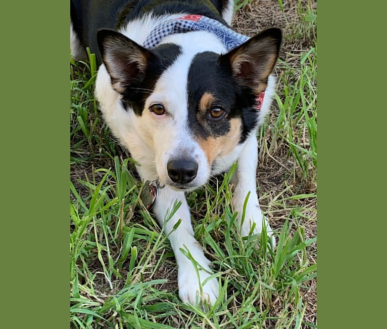 Rogue, a Border Collie and Rat Terrier mix tested with EmbarkVet.com