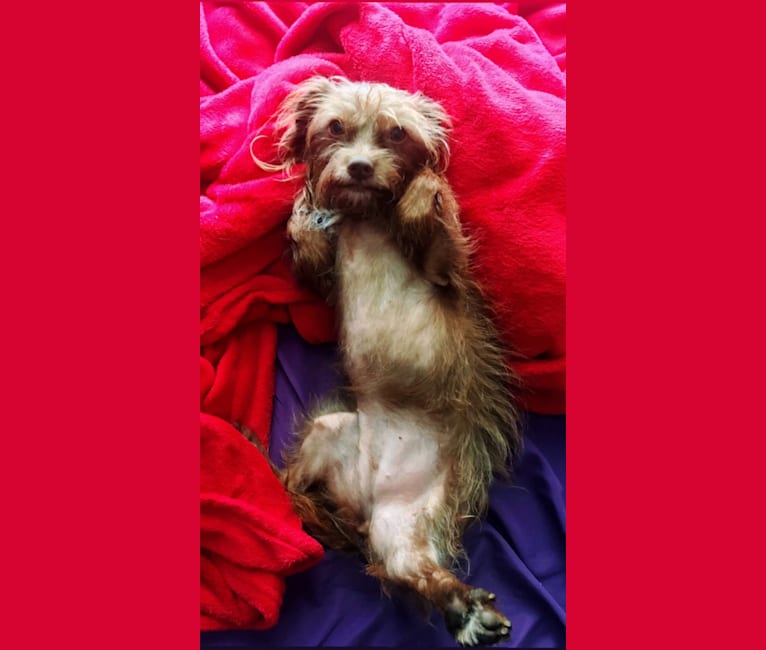 Photo of Mazzy, a Chihuahua, Maltese, Shih Tzu, and Mixed mix in Killeen, Texas, USA