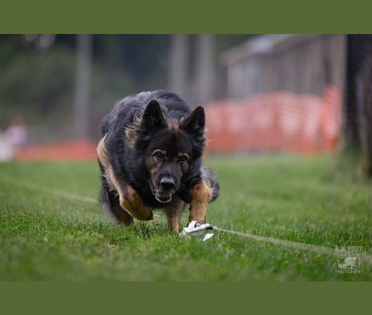 Phantom, a German Shepherd Dog tested with EmbarkVet.com