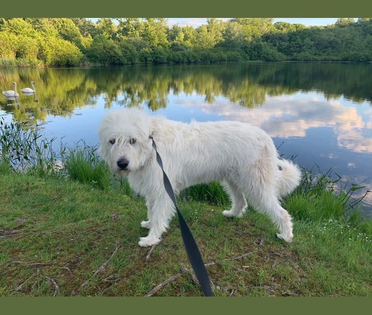Photo of Phinehas, a Great Pyrenees and Komondor mix in Tennessee, USA