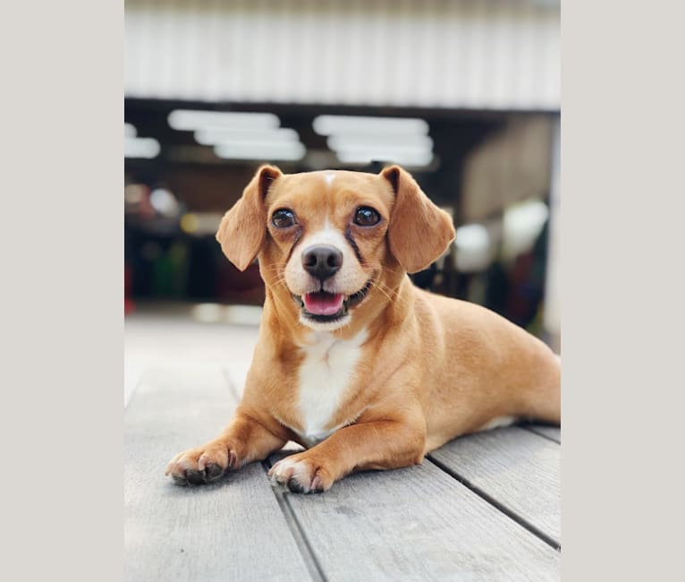 BROWNIE, a Chihuahua and Beagle mix tested with EmbarkVet.com