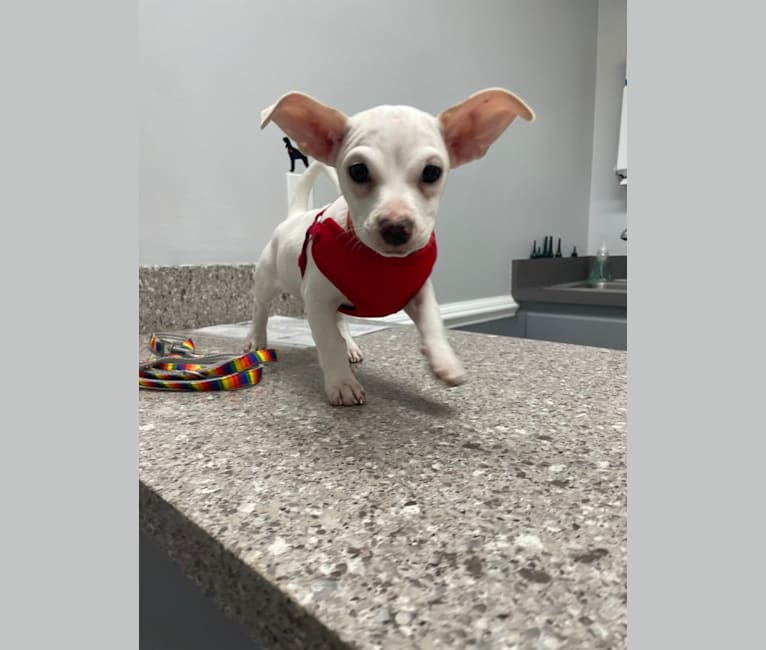 Oliver, a Chihuahua and Rat Terrier mix tested with EmbarkVet.com