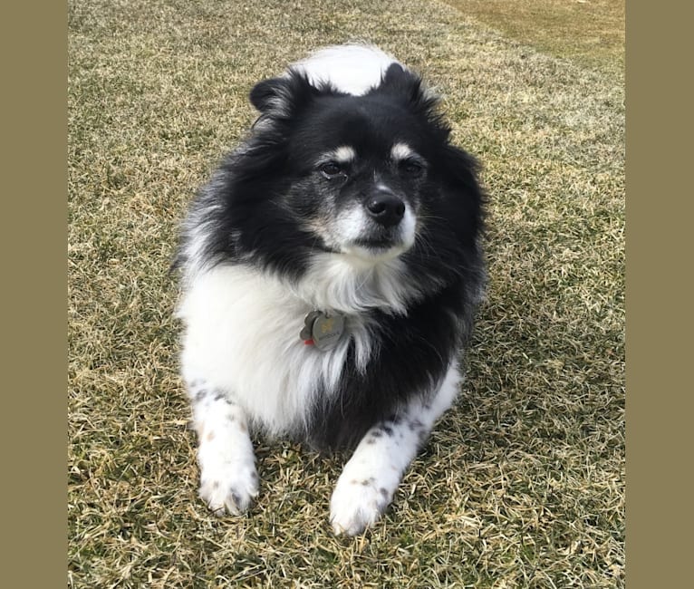 Photo of Piper, an American Eskimo Dog mix