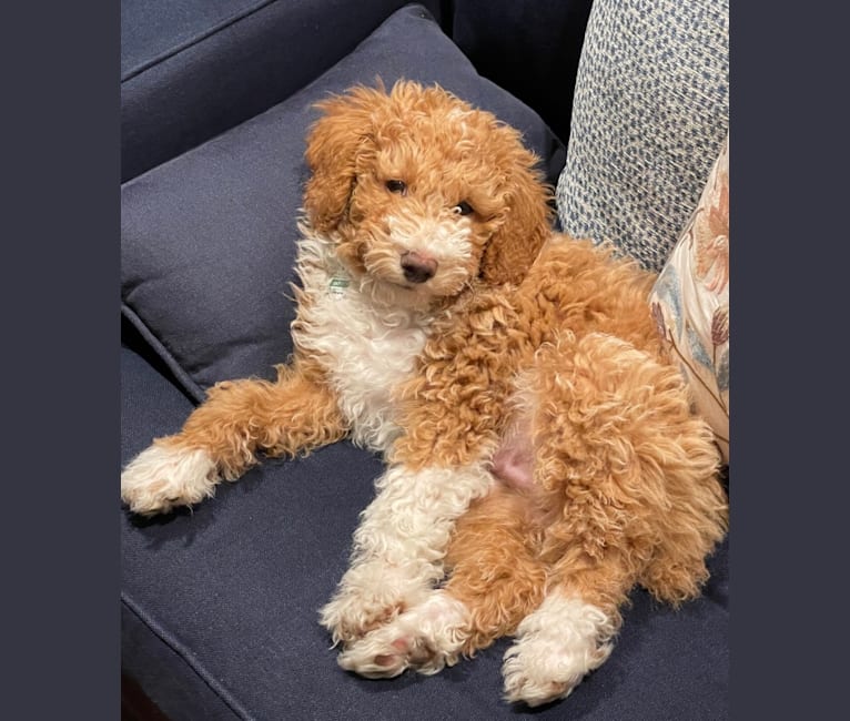 Photo of Dario, a Poodle (Small)  in Portland, IN, USA