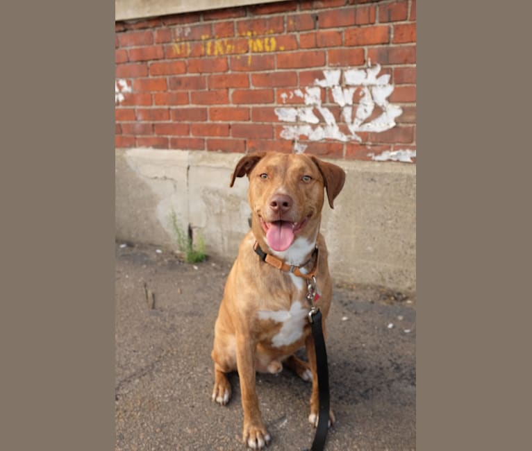 Reese, a Staffordshire Terrier and Labrador Retriever mix tested with EmbarkVet.com