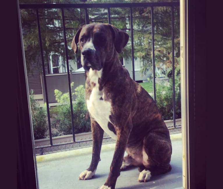Embark Dog Dna Test Breed