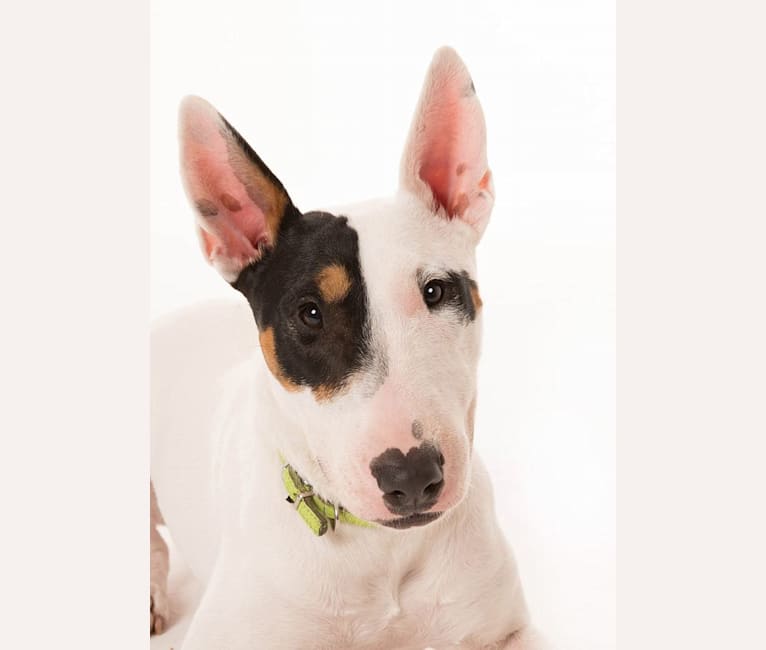 Ricki Rockstar, a Bull Terrier tested with EmbarkVet.com
