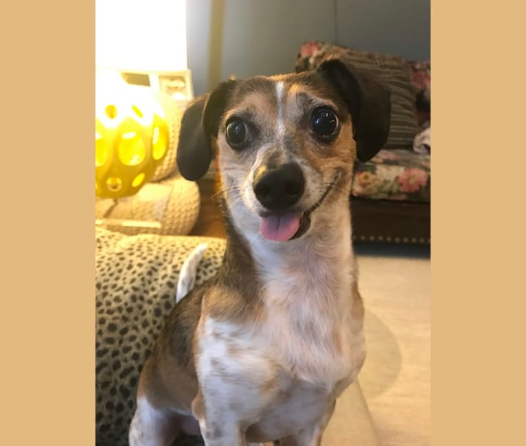 Photo of Mr B, a Dachshund and Chihuahua mix in New Orleans, Louisiana, USA