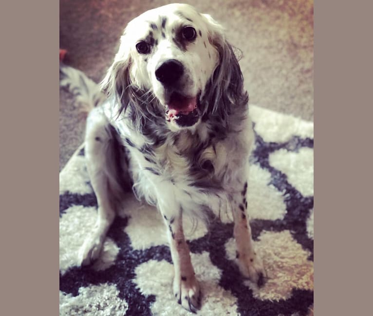 Velma, an English Setter (27.4% unresolved) tested with EmbarkVet.com