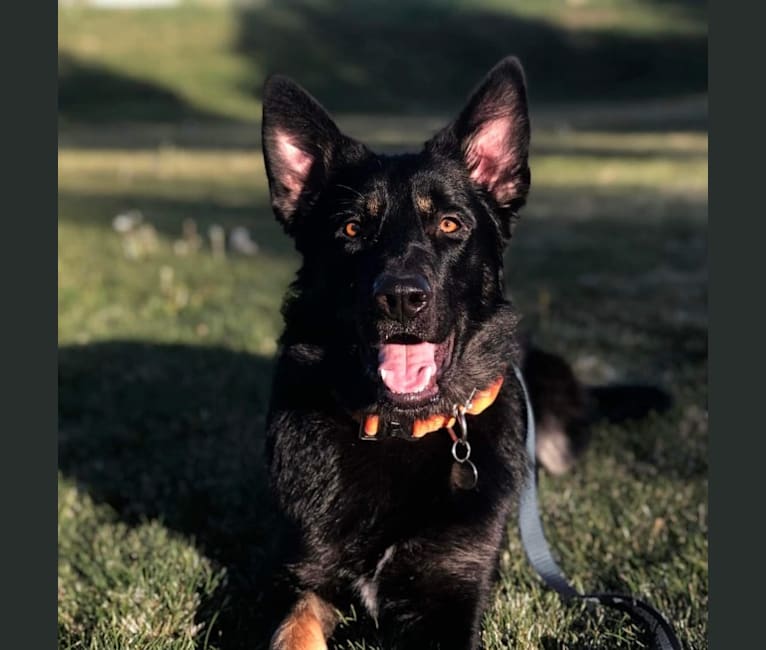 Ludo, a German Shepherd Dog and Great Pyrenees mix tested with EmbarkVet.com