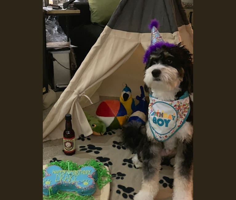 Drake, a Bernese Mountain Dog and Poodle (Small) mix tested with EmbarkVet.com