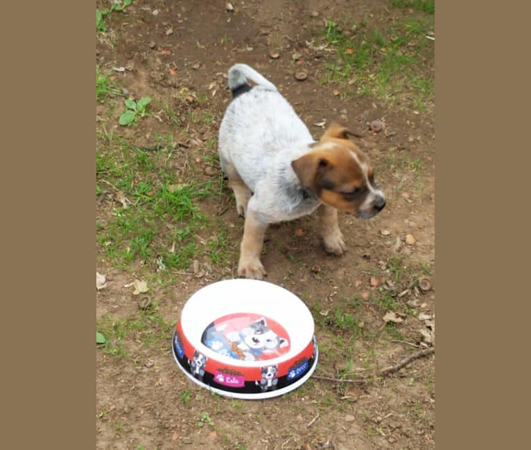 Tulsa Bleu, an Australian Cattle Dog and American Pit Bull Terrier mix tested with EmbarkVet.com