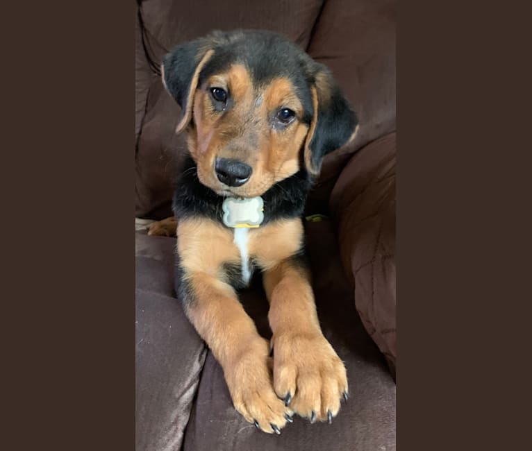 Sullivan, an American Foxhound and Labrador Retriever mix tested with EmbarkVet.com