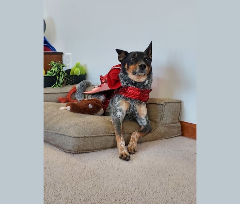 Whoppers, an Australian Cattle Dog tested with EmbarkVet.com