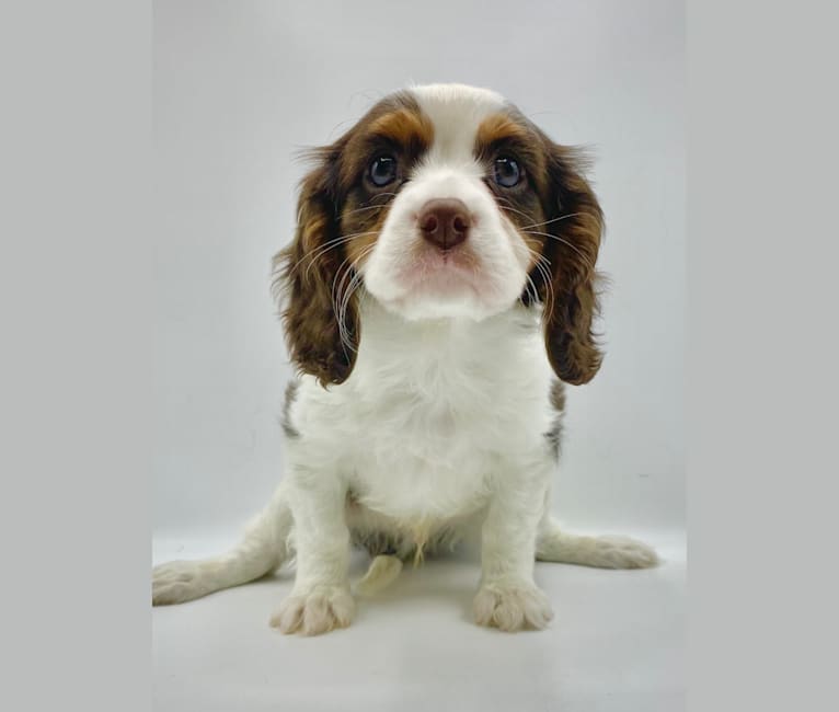 dna test cavalier king charles