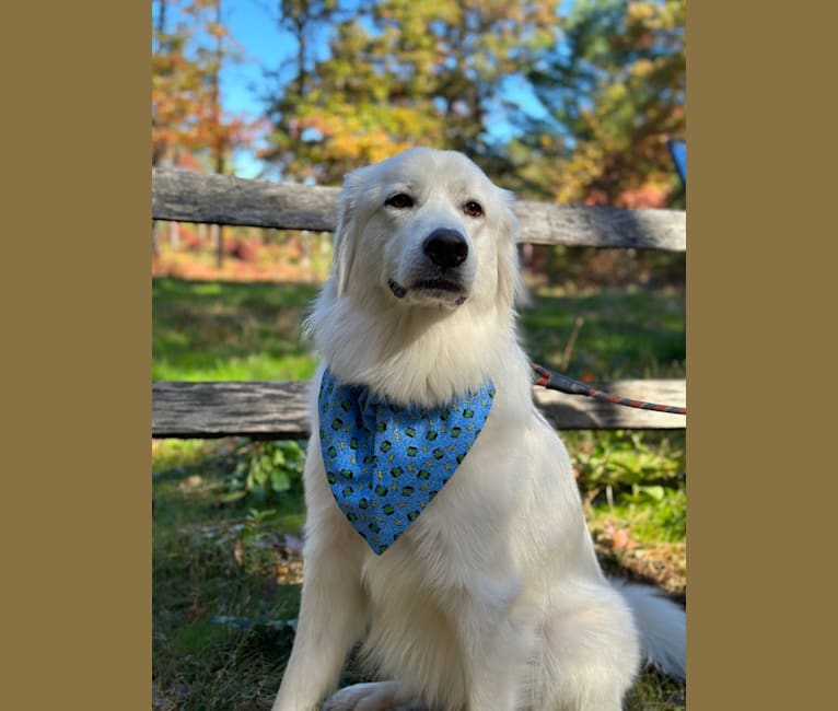 Tundra, a Great Pyrenees tested with EmbarkVet.com