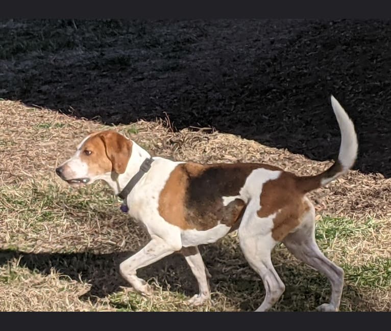 Max, an American Foxhound tested with EmbarkVet.com