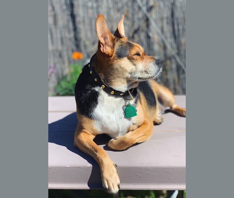 Woody, an American Village Dog and Australian Cattle Dog mix tested with EmbarkVet.com