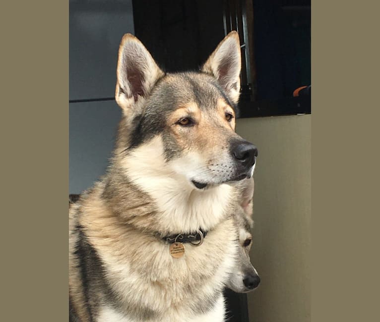 Malachi, a German Shepherd Dog and Siberian Husky mix tested with EmbarkVet.com