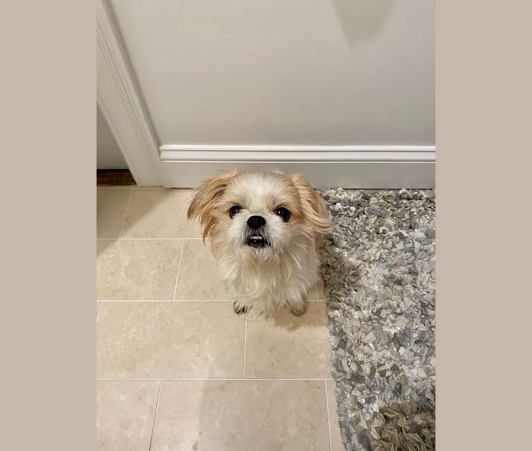 Beauty, a Japanese Chin and Shih Tzu mix tested with EmbarkVet.com