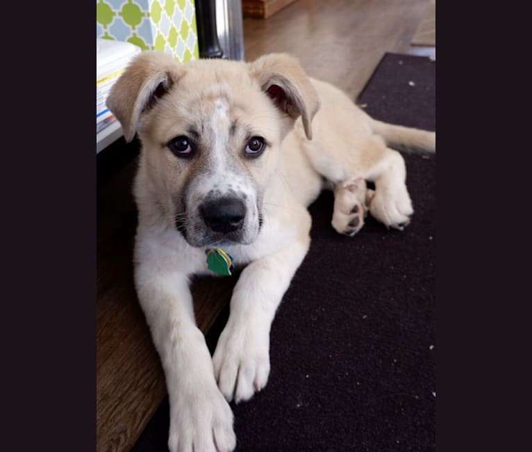 Wolf and great pyrenees mix clearance