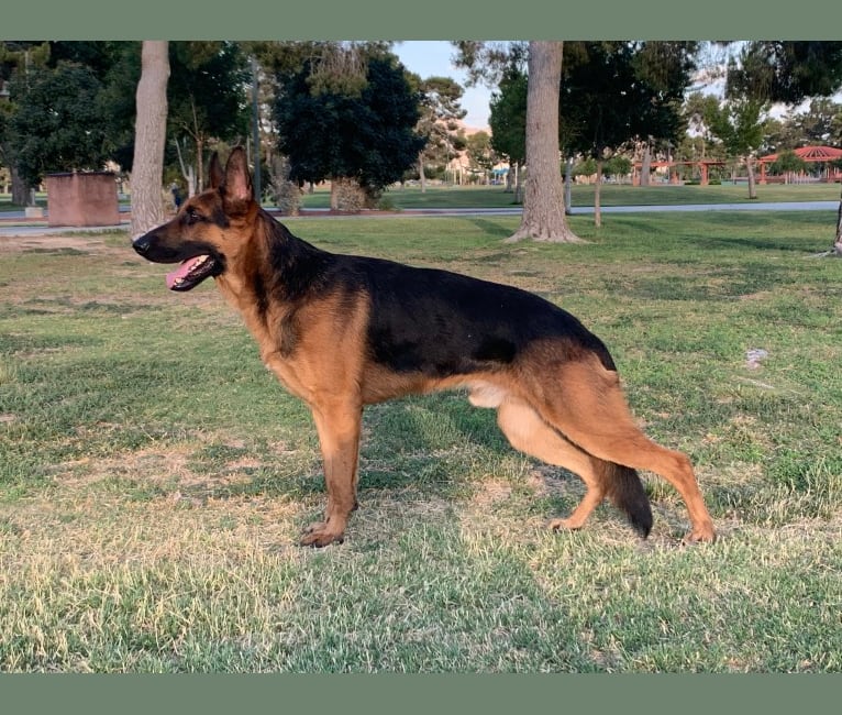 Red, a German Shepherd Dog and Siberian Husky mix tested with EmbarkVet.com