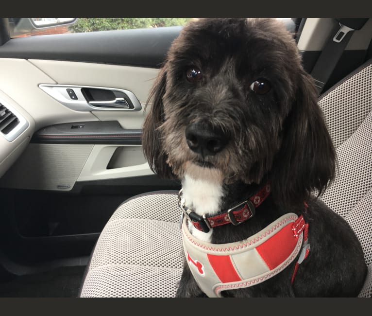 Half beagle half shih tzu 2025