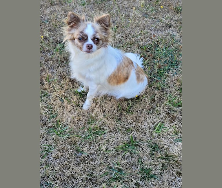 Vinnia, a Chihuahua tested with EmbarkVet.com