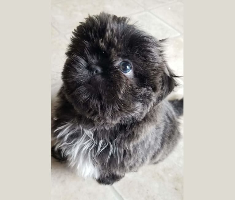 Morpheus, a Shih Tzu tested with EmbarkVet.com