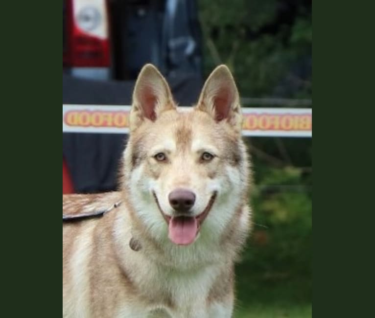 Indy (Roku), a Saarloos Wolfdog and Norwegian Elkhound mix tested with EmbarkVet.com
