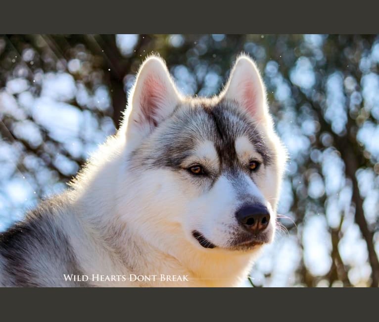 Husky discount dna test