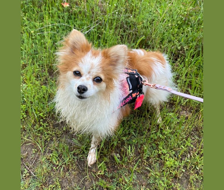 Papillon cheap pomeranian mix