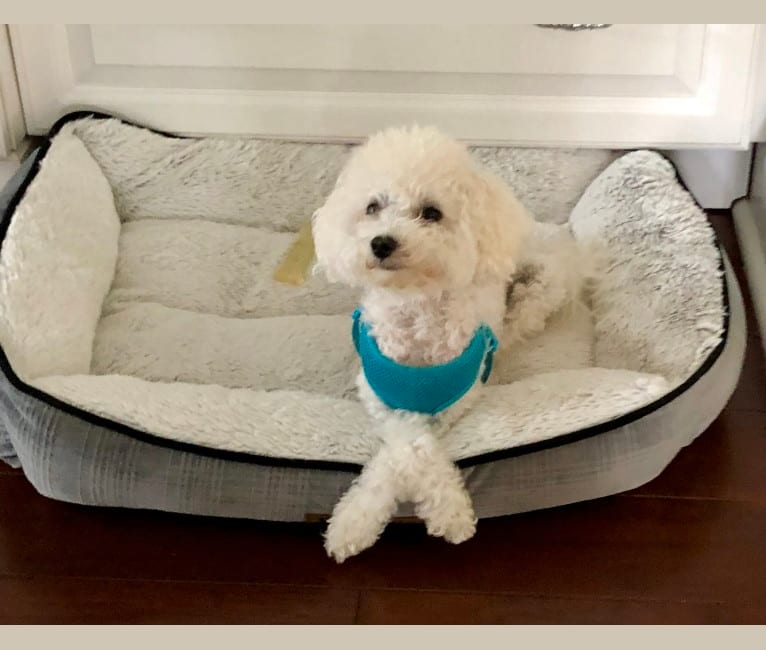 Peyton, a Poodle (Small) tested with EmbarkVet.com