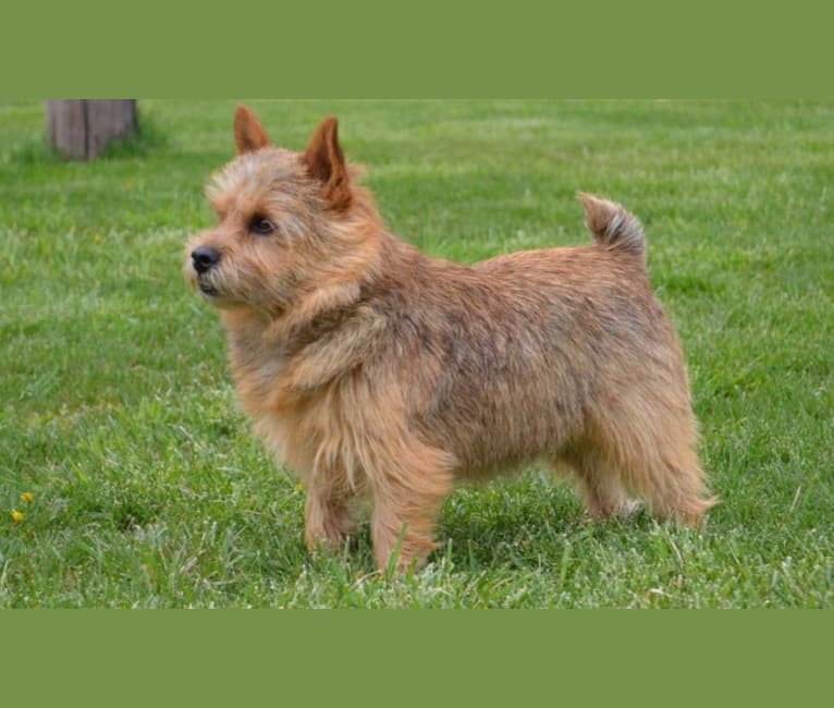 April, a Norwich Terrier tested with EmbarkVet.com