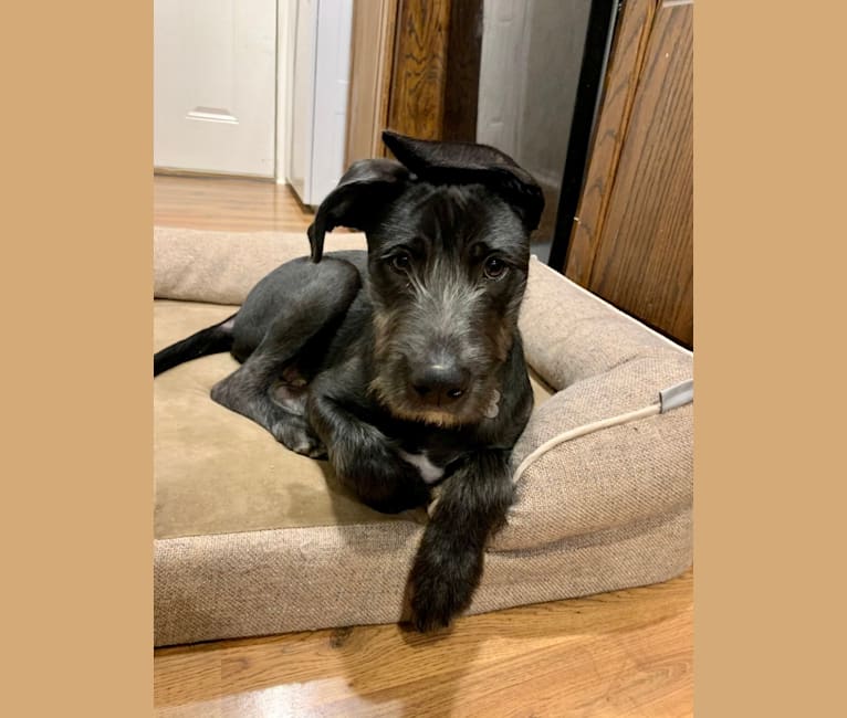 Wrigley, an American Pit Bull Terrier and Poodle (Standard) mix tested with EmbarkVet.com