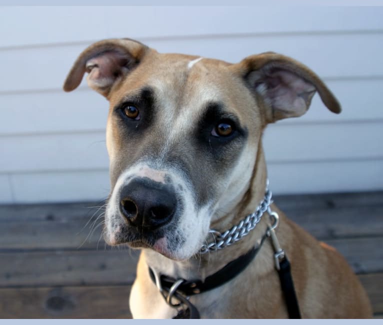 Jack, a German Shepherd Dog and American Pit Bull Terrier mix tested with EmbarkVet.com