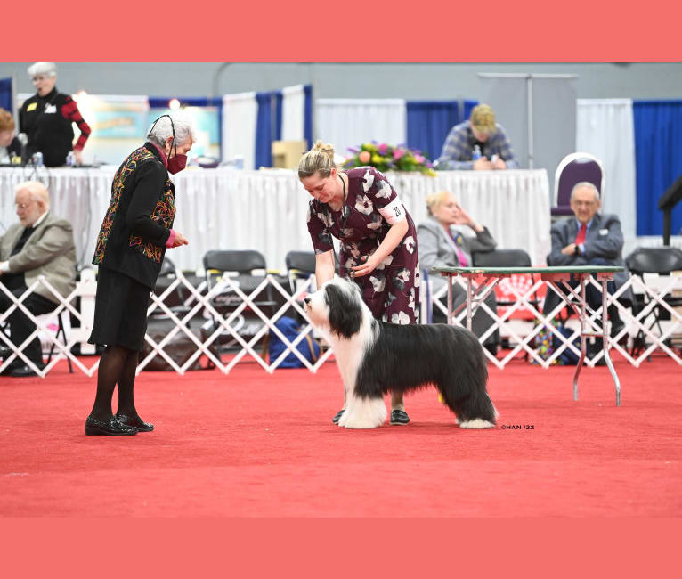 Betty, a Bearded Collie tested with EmbarkVet.com