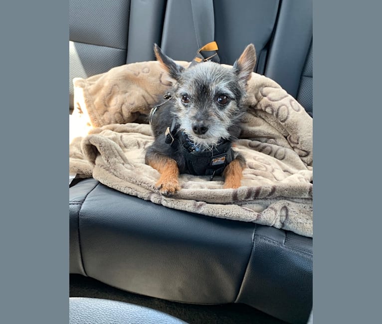 Embark Dog DNA Test - Breed